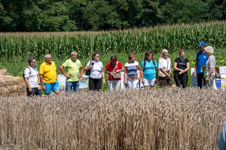 Dobrovnik - 2000 semen - ZETEV 2025-1174632